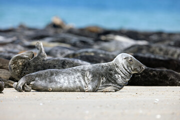 Szarytka morska, foka szara (Halichoerus grypus) © Grzegorz