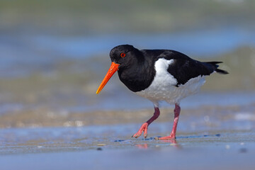 Ostrygojad (Haematopus ostralegus) © Grzegorz