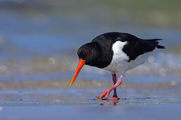 Ostrygojad (Haematopus ostralegus) © Grzegorz