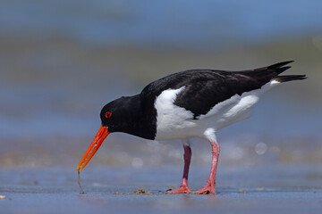 Ostrygojad (Haematopus ostralegus) © Grzegorz