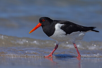 Ostrygojad (Haematopus ostralegus) © Grzegorz