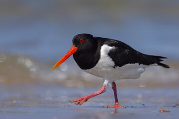 Ostrygojad (Haematopus ostralegus) © Grzegorz
