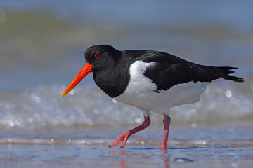 Ostrygojad (Haematopus ostralegus) © Grzegorz