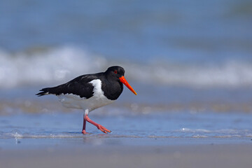 Ostrygojad (Haematopus ostralegus) © Grzegorz