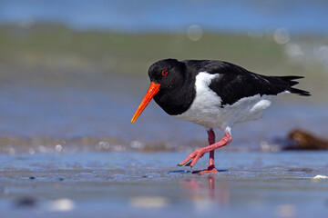 Ostrygojad (Haematopus ostralegus) © Grzegorz