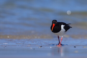 Ostrygojad (Haematopus ostralegus) © Grzegorz