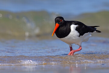 Ostrygojad (Haematopus ostralegus) © Grzegorz