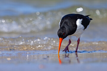 Ostrygojad (Haematopus ostralegus) © Grzegorz