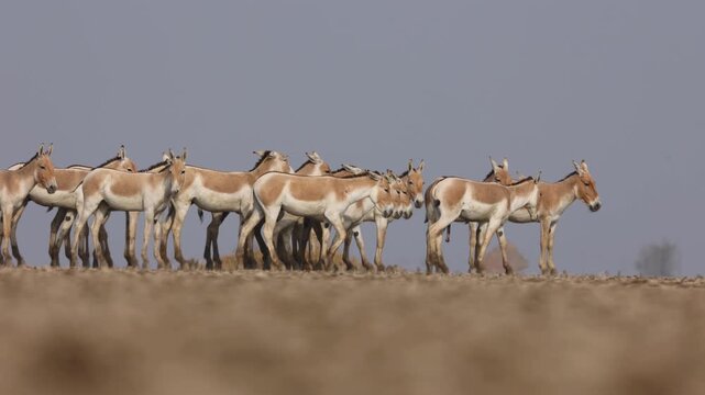 Herd of wild ass from little rann of kutch during mid day