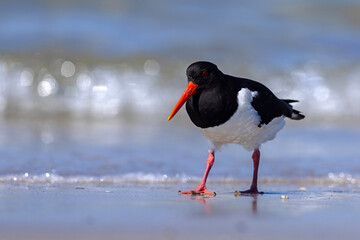 Ostrygojad (Haematopus ostralegus) © Grzegorz