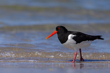 Ostrygojad (Haematopus ostralegus) © Grzegorz