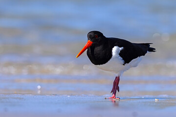 Ostrygojad (Haematopus ostralegus) © Grzegorz