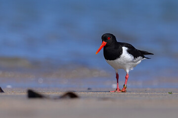 Ostrygojad (Haematopus ostralegus) © Grzegorz