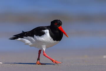 Ostrygojad (Haematopus ostralegus) © Grzegorz