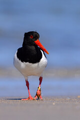 Ostrygojad (Haematopus ostralegus) © Grzegorz