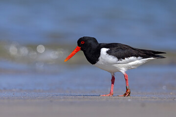 Ostrygojad (Haematopus ostralegus) © Grzegorz
