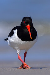 Ostrygojad (Haematopus ostralegus) © Grzegorz