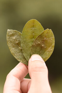 cocakintu leafs