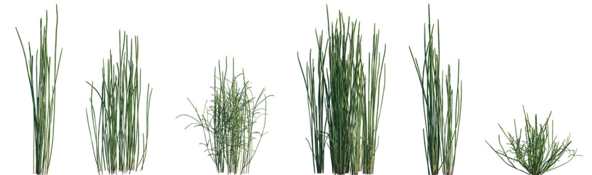 Set of Equisetum hyemale (rough horsetail) isolated png on a transparent background perfectly cutout high resolution