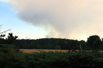 Column of Smoke from a Forest Fire in Brandenburg, Germany
