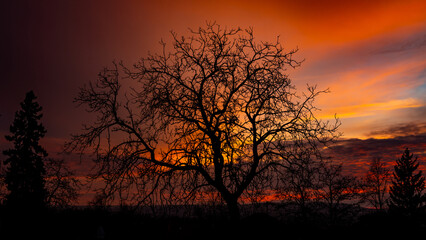 Silhouette of a lone leafless tree against a fiery winter sunset sky