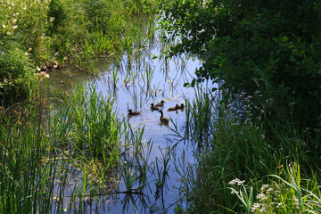 Fototapeta premium Family of Ducks, Anas platyrhynchos, on a Brook in Doberlug-Kirchhain, Lower Lusatia, Germany 