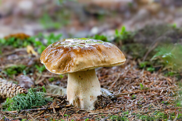 Close-up of Common Porcini Mushroom, Boletus edulis, on forest floor with spruce needles and cone against a blurred background