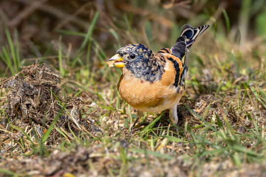 Close-up of a Brambling, Fringilla montifringilla, foraging on the ground in the grass with a shelled sunflower seed in its beak