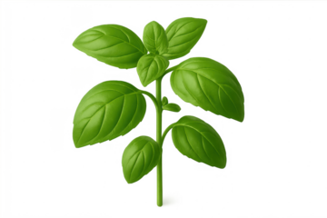 Fresh green basil herb plant on transparent background