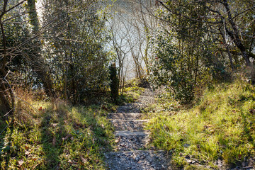 Fototapeta premium Narrow forest footpath with wooden steps leading to river through dense trees and bushes. Natural outdoor landscape sunlight and blurred background. Woodland trail and riverside nature concept 