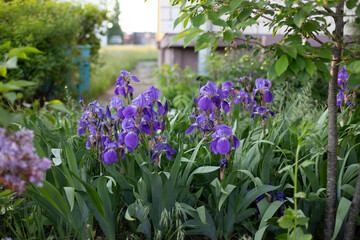 Bright purple bearded iris flowers in a flowerbed, surrounded by green foliage. Perfect for gardens, nature, and spring themes.