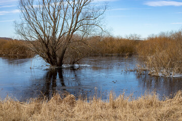Spring river flood and submerged trees in the water, a beautiful natural landscape.