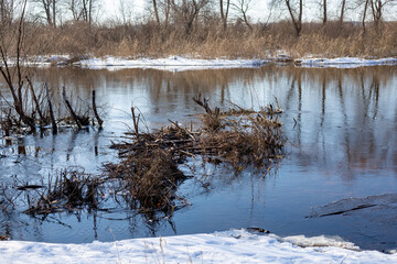 Destroyed beaver dam across a river in spring. Beaver lodge sitting on a river surrounded