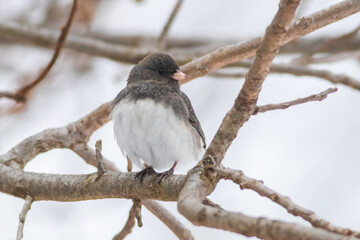 junco on branch