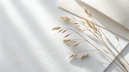 White Paper Background with Soft Studio Light for Modern Design
