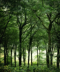 Obraz premium Woodland in cornwall during summer 