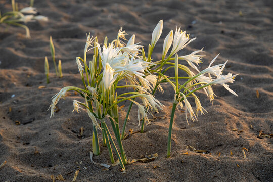 Beautiful white sea daffodil (Pancratium maritimum) with delicate pleasant fragrance blooming on a sandy beach. Sand lily flowers at sunset. September, Sorgun, Turkey.