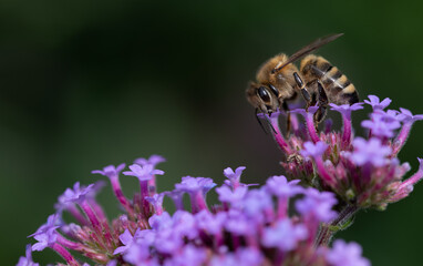 Close-up of a honeybee searching for honey and pollen on purple flowers (Verbena bonariensis). The background is dark and green.