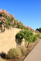 Pink Oleander above Block Fence and Anacahuita shrubs along city sidewalk in Phoenix, Arizona, under a clear blue sky