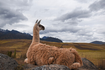 llama in the mountains © Gianfranco