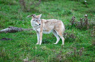 Coyote in the Standing in the Grass