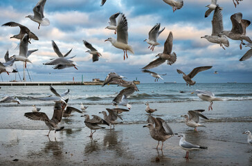 Seagulls on the coast of the winter Baltic Sea