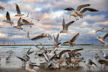 Seagulls on the coast of the winter Baltic Sea