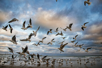 Seagulls on the coast of the winter Baltic Sea