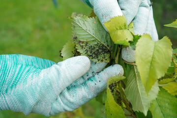 Two hands in vibrant green gloves closely inspect a single leaf densely populated with tiny, sap-sucking aphids.