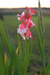 Beautiful red and white blooming Gladiolus flowers growing up in a garden in autumn