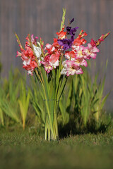 The mix of different colorful blooming Gladiolus flowers placed outdoors on a green grass in a long glass vase in autumn