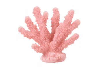 Pink sea coral marine life organism on transparent