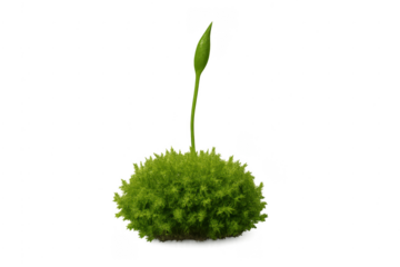 Green moss sporophyte growing on transparent background