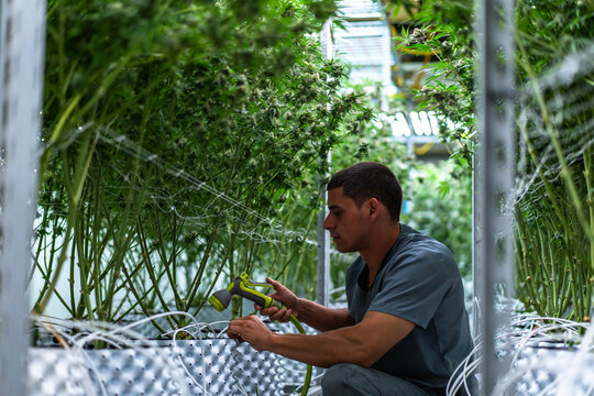 Laborants carefully trim cannabis plants in a vibrant grow facility, ensuring quality and precision.